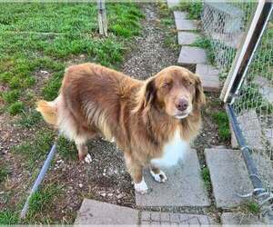 Annie O - Female Australian Shepherd Dog for Adoption - Photo #4