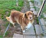 Small Photo #4 Australian Shepherd Puppy For Sale in Aurora, IN, USA