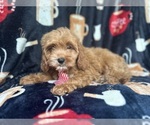 Small #4 Cavapoo