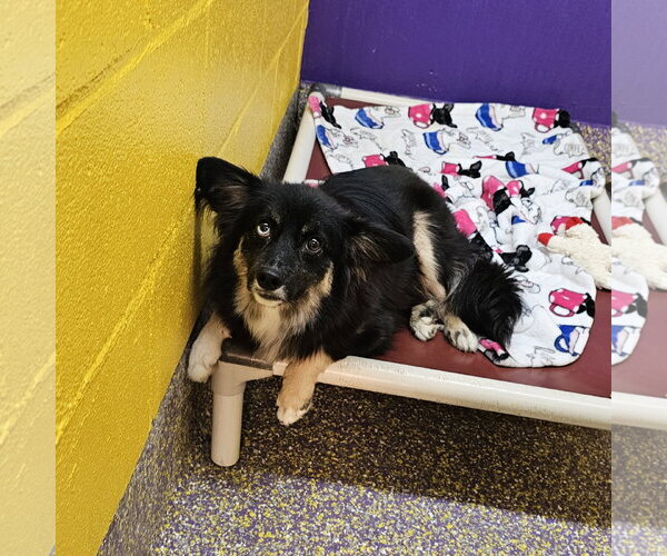 Medium Photo #1 Chihuahua-Unknown Mix Puppy For Sale in Metairie, LA, USA