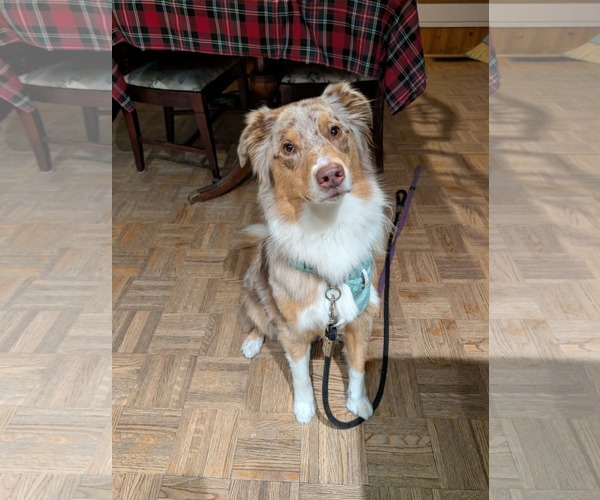 Medium Photo #10 Australian Shepherd Puppy For Sale in Oro Medonte, Ontario, Canada