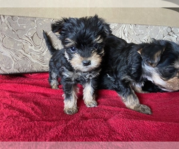 Medium Photo #1 Yorkshire Terrier Puppy For Sale in COLORADO SPGS, CO, USA