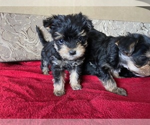 Yorkshire Terrier Puppy for sale in COLORADO SPGS, CO, USA
