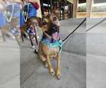 Small #20 German Shepherd Dog Mix