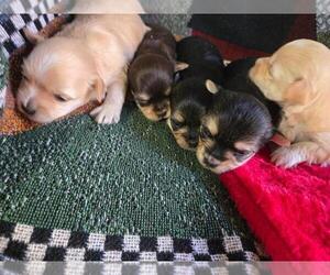 Morkie Puppy for sale in CORNERSVILLE, TN, USA