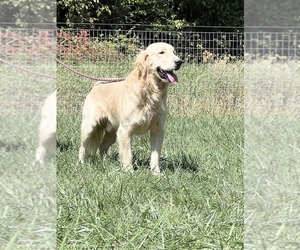 Father of the Golden Retriever puppies born on 10/18/2025