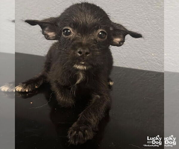 Medium Photo #3 Chihuahua-Unknown Mix Puppy For Sale in Washington, DC, USA