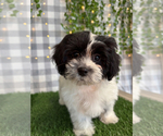 Small Shih-Poo