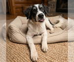 Small #5 Great Pyrenees Mix