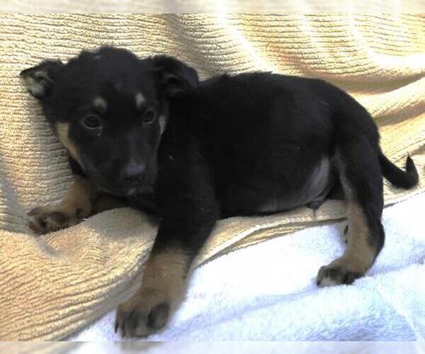 Medium Photo #1 Mutt Puppy For Sale in Thief River Falls, MN, USA