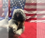 Small Photo #4 Pom-A-Pug Puppy For Sale in MERIDEN, MN, USA