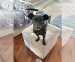 Small #3 Jack Russell Terrier