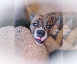 Mother of the Olde English Bulldogge puppies born on 09/05/2025