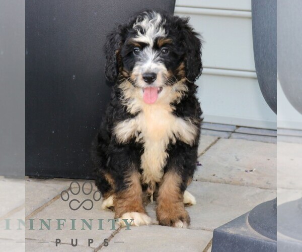 Medium Photo #2 Bernedoodle (Miniature) Puppy For Sale in NARVON, PA, USA