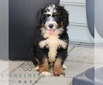 Small #1 Bernedoodle (Miniature)