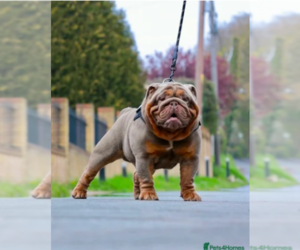 Father of the English Bulldog puppies born on 02/19/2025