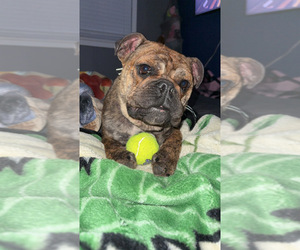 English Bulldog Dogs for adoption in CAMP HILL, PA, USA