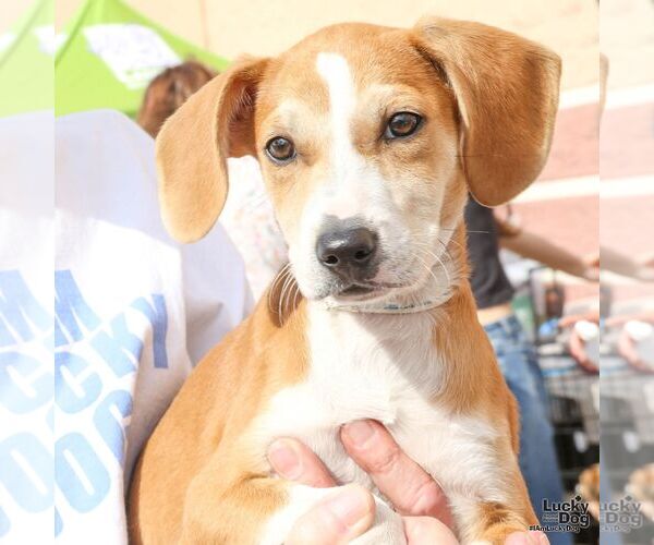 Medium Photo #3 Mutt Puppy For Sale in Washington, DC, USA