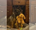 Small #2 German Shepherd Dog Mix