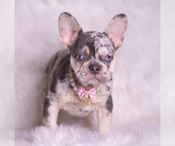 Medium Photo #3 French Bulldog Puppy For Sale in WARSAW, IN, USA