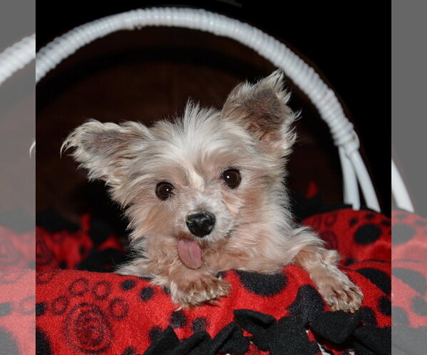 Medium Photo #1 Mutt Puppy For Sale in Gretna, NE, USA