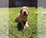 Small #11 Golden Retriever