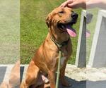 Small #1 Labrador Retriever Mix