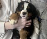 Image preview for Ad Listing. Nickname: Litter of 5