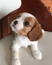 Cavalier King Charles Spaniel Puppy for sale in GREER, SC, USA