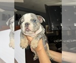 Small #3 Bulldog