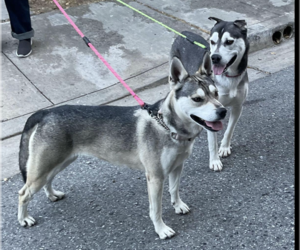 Siberian Husky Dogs for adoption in Petaluma, CA, USA