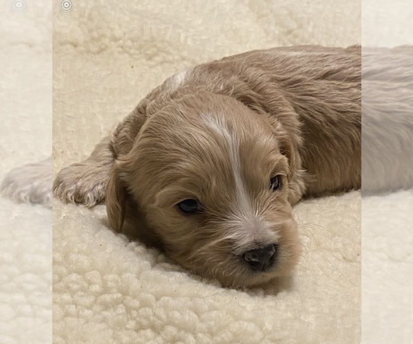 Medium Photo #2 Cavalier King Charles Spaniel Puppy For Sale in COMMERCE CITY, CO, USA