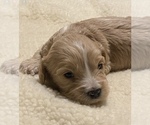 Small Photo #2 Cavalier King Charles Spaniel Puppy For Sale in COMMERCE CITY, CO, USA