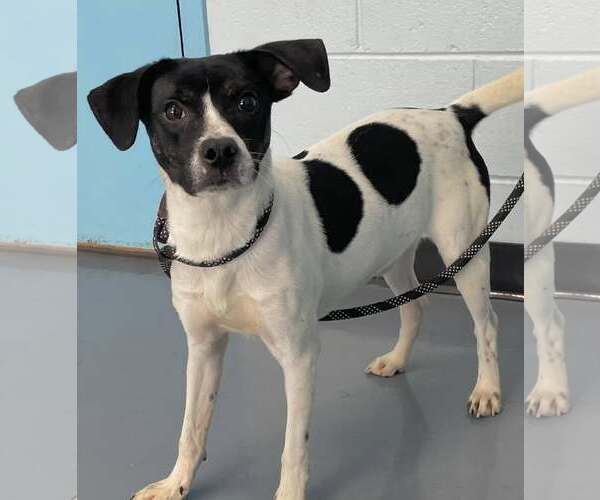 Medium Photo #4 Raggle Puppy For Sale in Milner, GA, USA