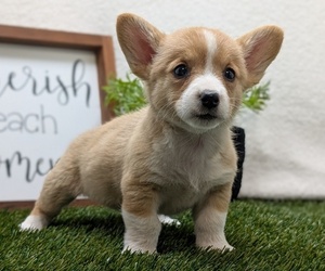 Medium Pembroke Welsh Corgi