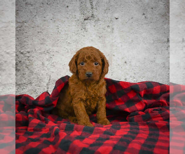 Medium Photo #1 Goldendoodle (Miniature) Puppy For Sale in ITASCA, TX, USA