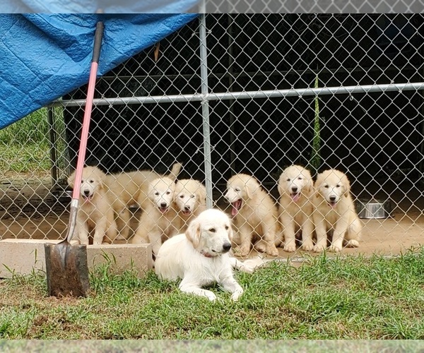 Medium Photo #1 Great Pyrenees Puppy For Sale in ORANGE, TX, USA