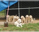 Small Photo #1 Great Pyrenees Puppy For Sale in ORANGE, TX, USA