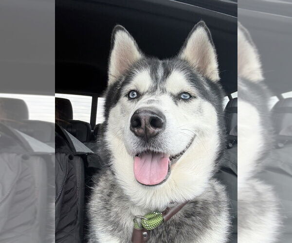 Medium Photo #36 Siberian Husky Puppy For Sale in Brewster, NY, USA