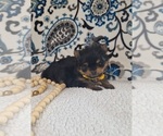 Small Photo #18 Yoranian Puppy For Sale in LEWISBURG, KY, USA