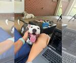 Small #2 American Pit Bull Terrier