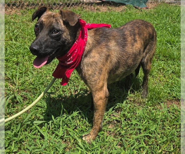 Medium Photo #2 Mountain Cur-Unknown Mix Puppy For Sale in Elmsford, NY, USA