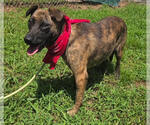 Small #1 Mountain Cur Mix
