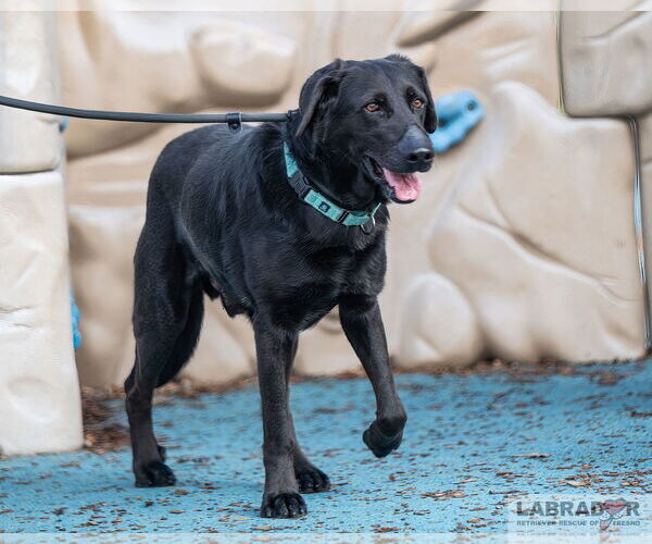Medium Photo #3 Labrador Retriever Puppy For Sale in Clovis, CA, USA