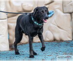 Small #2 Labrador Retriever