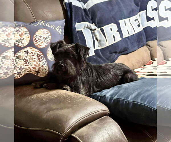 Medium Photo #3 Miniature Schnauzer-Unknown Mix Puppy For Sale in Spring Lake, NC, USA