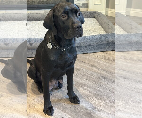 Medium Photo #1 Labrador Retriever-Unknown Mix Puppy For Sale in San Diego, CA, USA