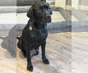 Labrador Retriever-Unknown Mix Dogs for adoption in San Diego, CA, USA
