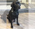 Charlotte - Female Labrador Retriever-Unknown Mix Dog for Adoption - Small photo