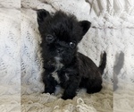 Small #8 French Bulldog